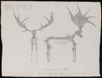 'The Skeleton of an Elk'