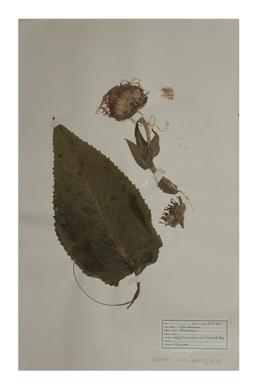Elecampane