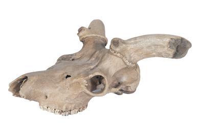Giant deer skull