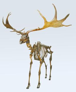 Giant deer skeleton