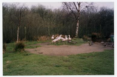 Flamingoes at the Wildlife Park, Ballaugh