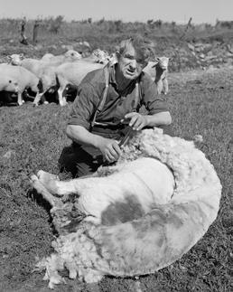Man shearing, Jurby