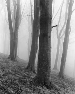 Beech trees in mist, the Dhoon