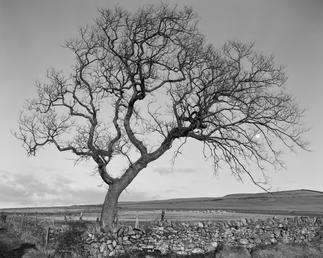 Tree at Eyreton, Crosby