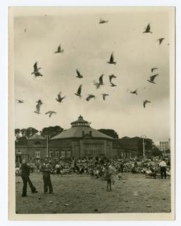 Feeding gulls at the Villa Marina, Douglas