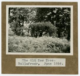The old yew tree, Ballafreer