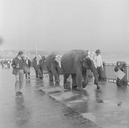 Circus elephants on Douglas Promenade
