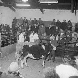 Cattle Show, Ramsey Mart
