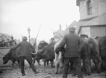 Highland cattle at North Quay, Douglas, Isle of…