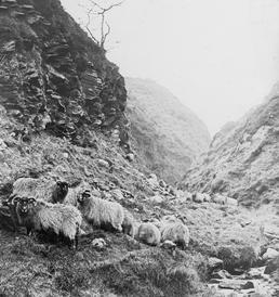 Sheep on Hillside above the Corrany, Isle of…