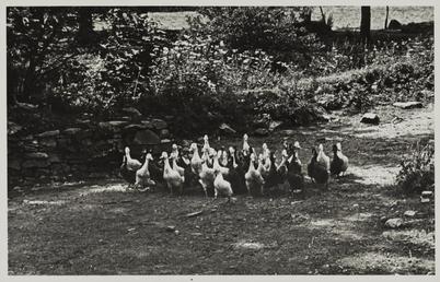 Ducks, Ballalona farm, Malew