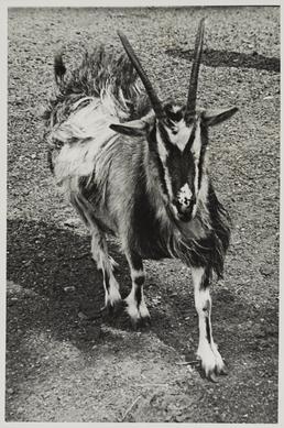Goat, Kiondroghad farm, Andreas