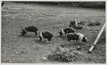 Litter of pigs, Kiondroghad farm, Andreas