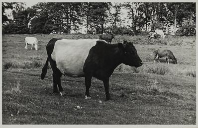 Galloway cow, Ballakillingan, Lezayre