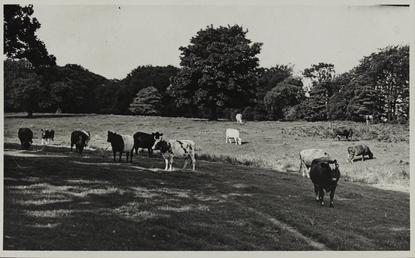 Dairy cattle, Ballakillingan, Lezayre