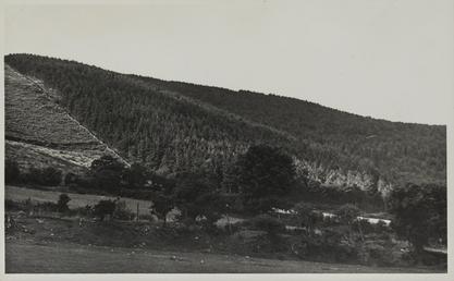 Forestry plantation, Ballacorry, Sulby, Lezayre