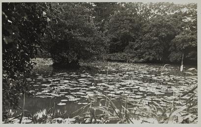 Lily pond, Bishop's Glen, Michael, Ballaugh