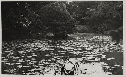 Lily pond, Bishop's Glen, Michael, Ballaugh