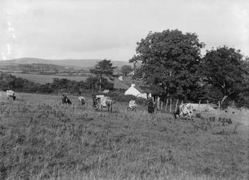 Pastoral scene of cattle in front of a…