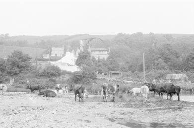 View of Laxey Wheel.with cattle in foreground