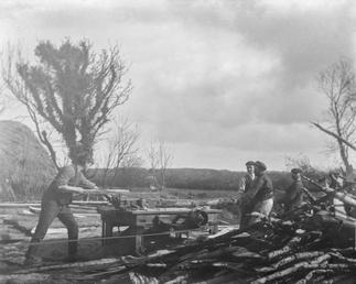 S. Cook sawing timber at Glentrammon