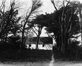 Thatched cottage among the trees