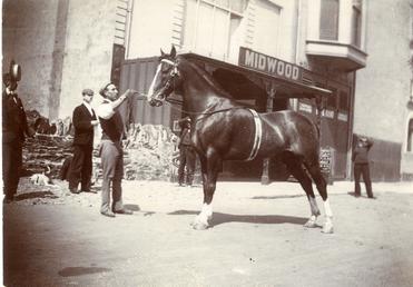 Horse outside Midwood's Studio