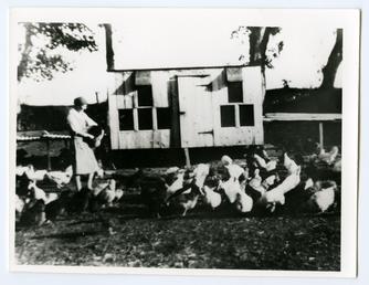Edith Faragher feeding hens at Billown