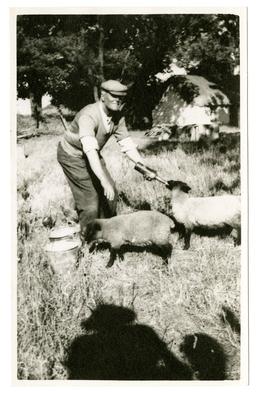 Mr Shimmin of Lark Hill, feeding his sheep