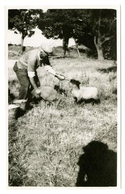 Mr Shimmin, hand feeding his sheep