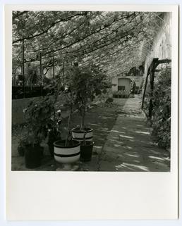 The vinery, Rushen Abbey