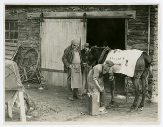 Shoeing a horse at The Cooil smithy, Braddan