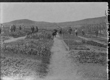 First World War Internees, Allotments, Knockaloe Camp, Isle…