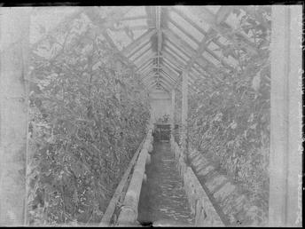 First World War Internee Greenhouse (Interior), Allotments, Knockaloe…