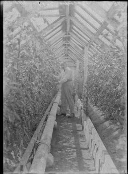 First World War Internee inside Greenhouse, Allotments, Knockaloe…