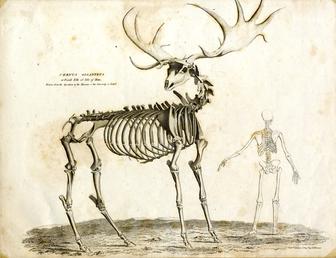 Cervus Giganteus or fossil elk of the Isle…